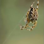 Araneus diadematus -  Gartenkreuzspinne