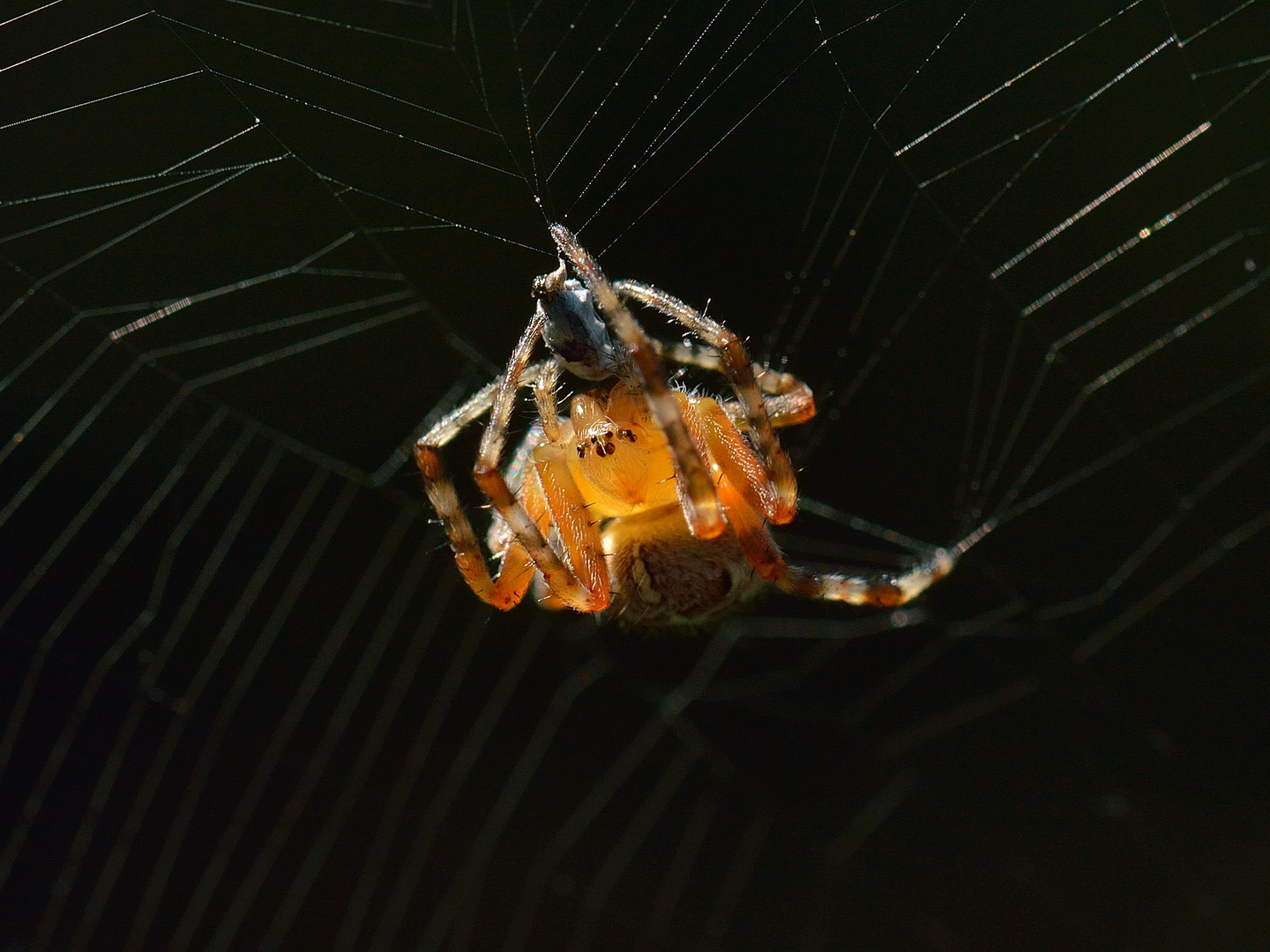 Araneus diadematus, Gartenkreuzspinne