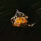 Araneus diadematus, Gartenkreuzspinne