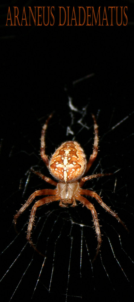 Araneus diadematus - Gartenkreuzspinne