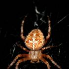 Araneus diadematus - Gartenkreuzspinne