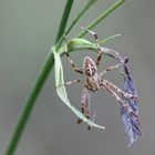 Araneus diadematus - Gartenkreuzspinne