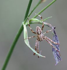 Araneus diadematus - Gartenkreuzspinne