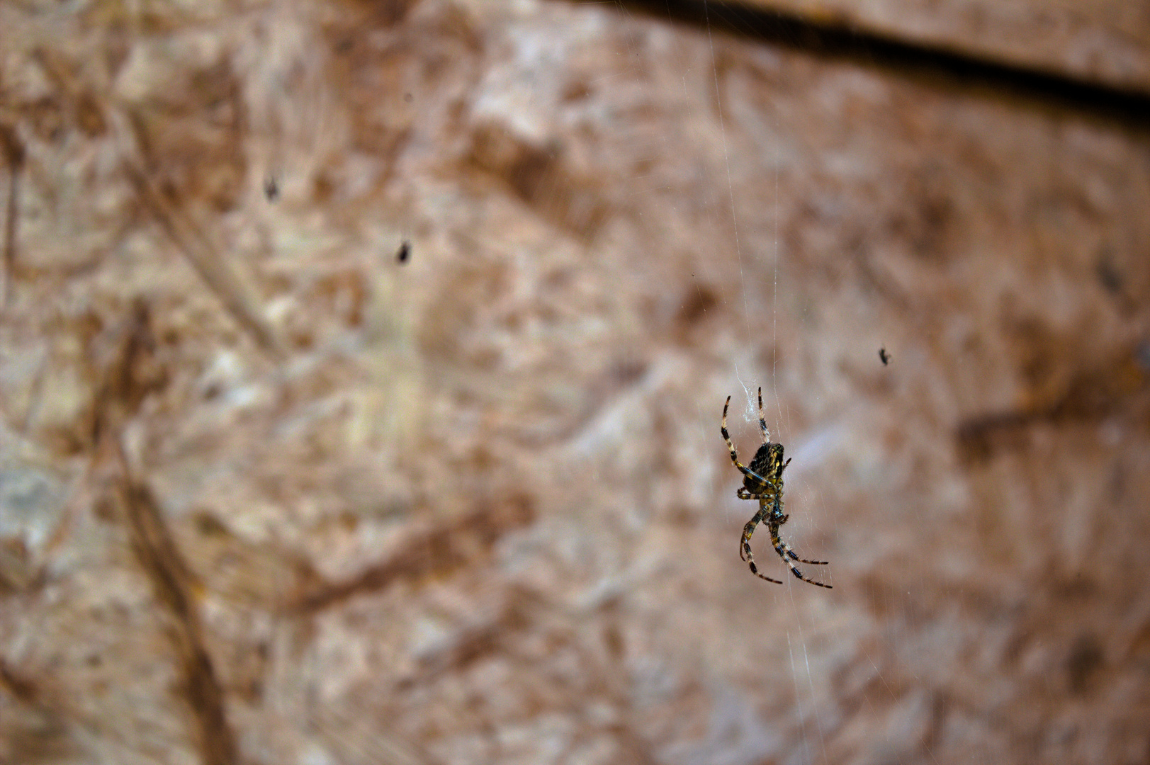 Araneus Diadematus (Gartenkreuzspinne) die Zweite