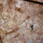 Araneus Diadematus (Gartenkreuzspinne) die Zweite