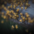 Araneus diadematus - Gewusel im Garten