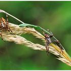 ... araneus diadematus, la coppia ...