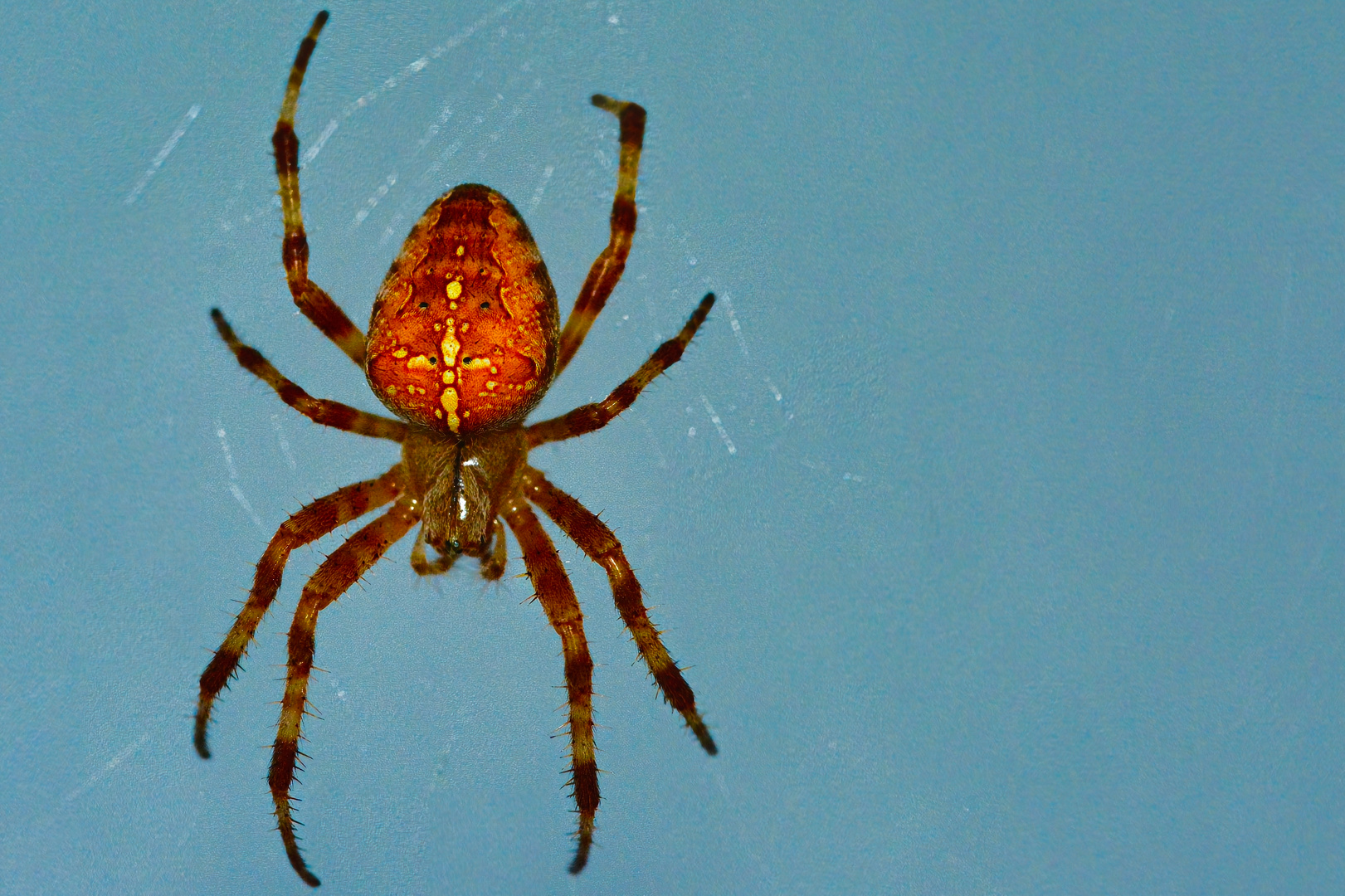 Araneus diadematus liest sich besser, als Kreuzspinne 