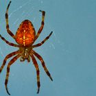 Araneus diadematus liest sich besser, als Kreuzspinne 