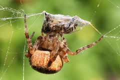 Araneus diadematus mit Apis