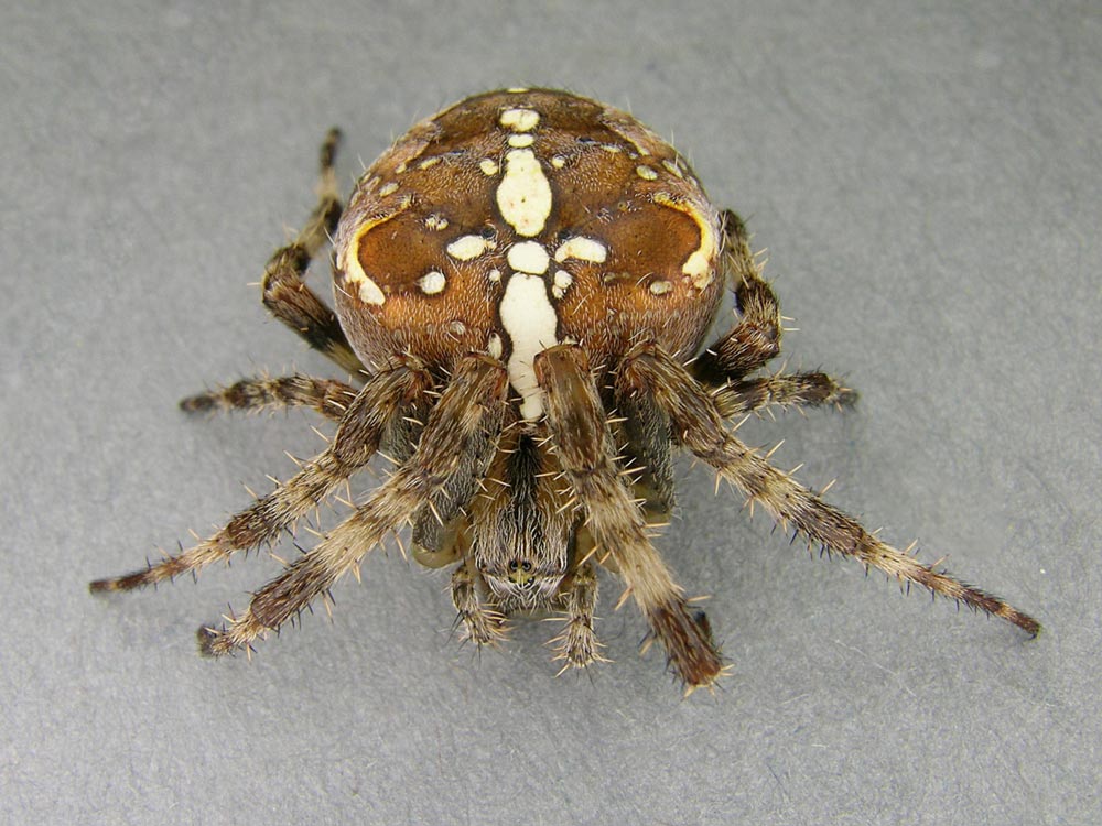 Araneus diadematus w Portrait