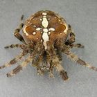 Araneus diadematus w Portrait