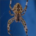 ....! Araneus diadematus.....die Zweite...!