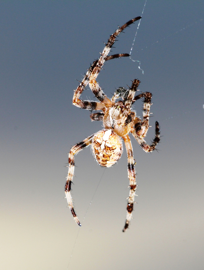 Araneus