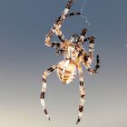 Araneus