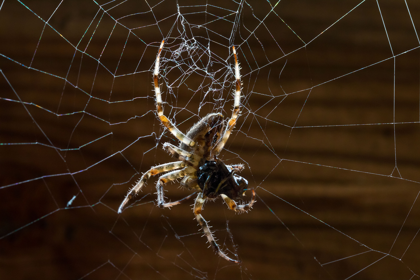 Araneus