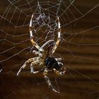 Araneus