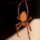 Araneus hängend