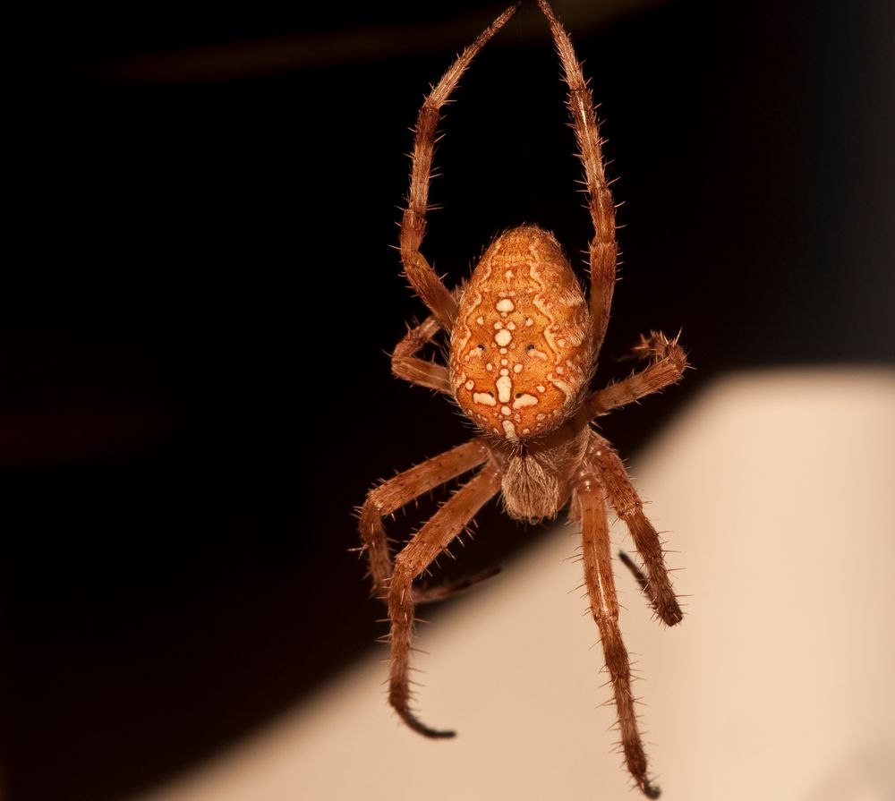 Araneus hängend