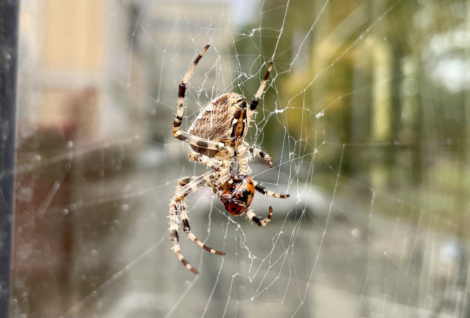 Araneus im Herbstlicht 