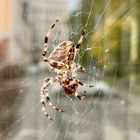 Araneus im Herbstlicht 