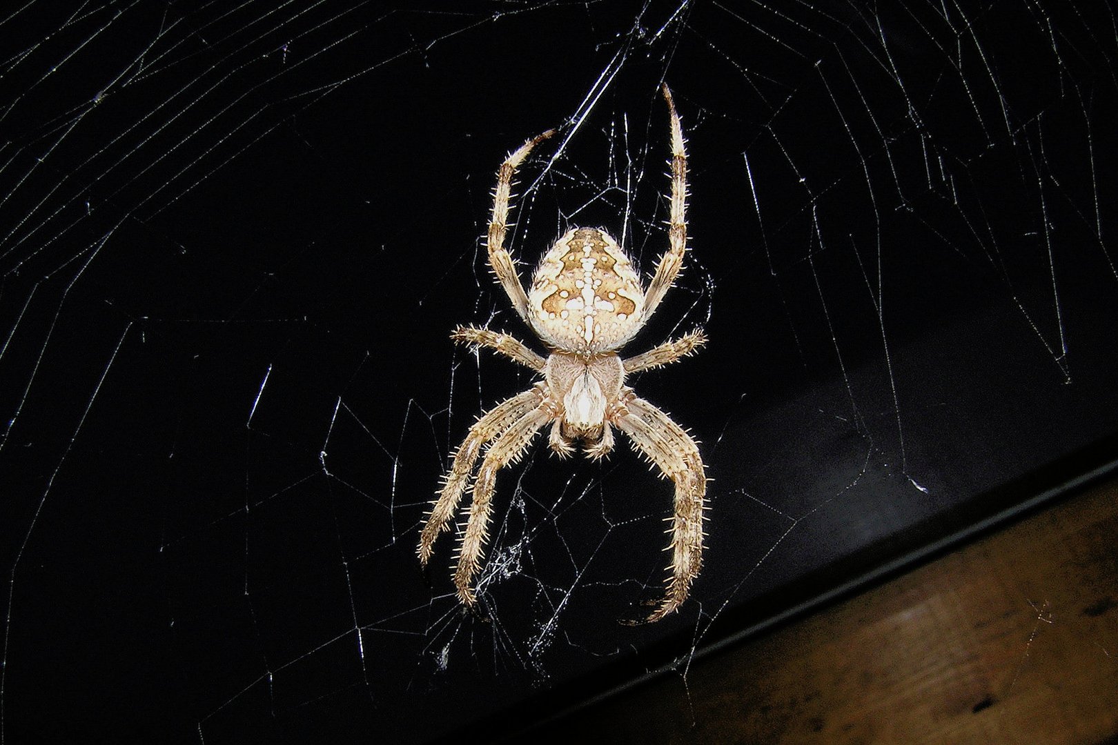 Araneus in the night