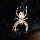 Araneus in the night