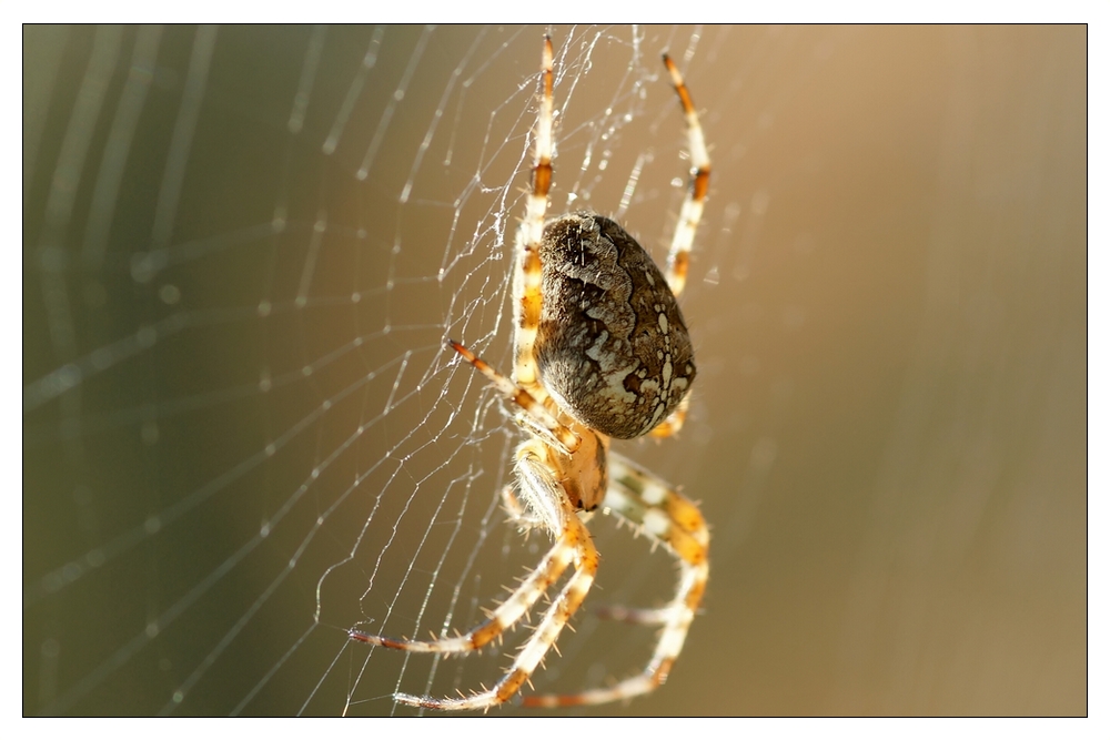 Araneus - Kreuzspinne