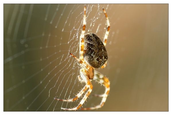 Araneus - Kreuzspinne