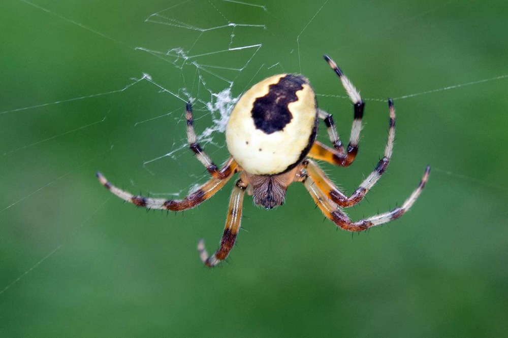 Araneus marmoreus 1