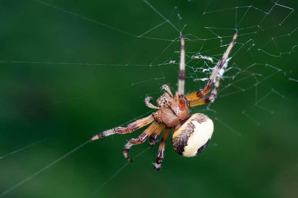 Araneus marmoreus