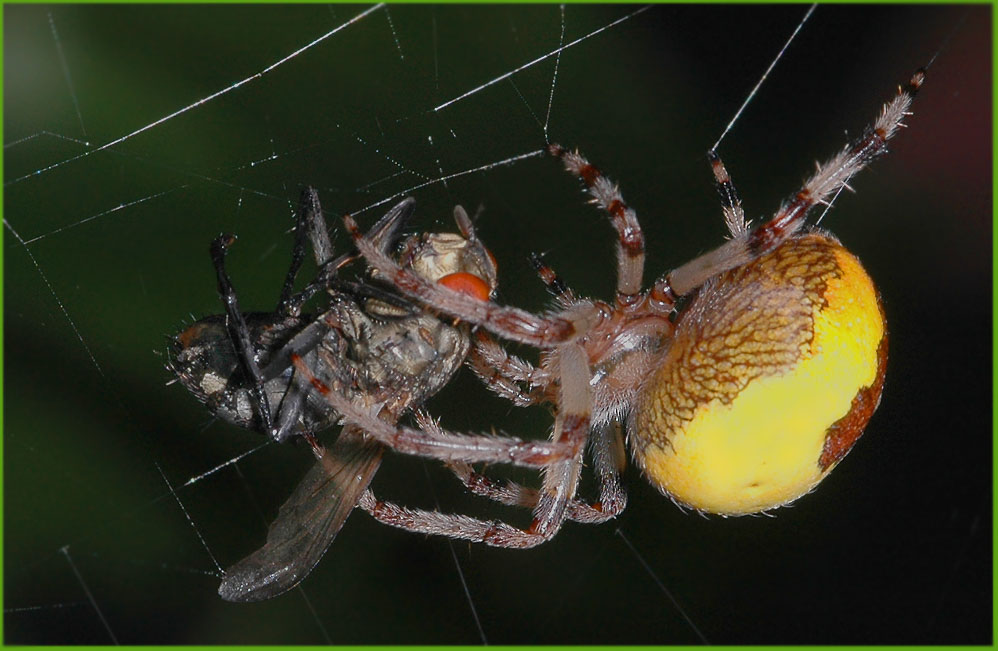 Araneus marmoreus mit Fliege