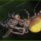 Araneus marmoreus mit Fliege