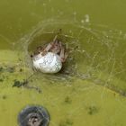 Araneus marmoreus unter einer Messsäule 