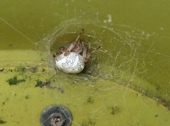 Araneus marmoreus unter einer Messsäule 