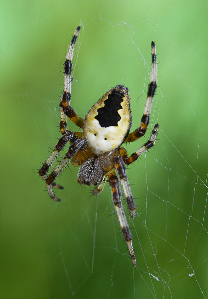 Araneus marmoreus var.pyramidatus