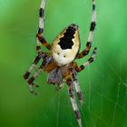 Araneus marmoreus var.pyramidatus