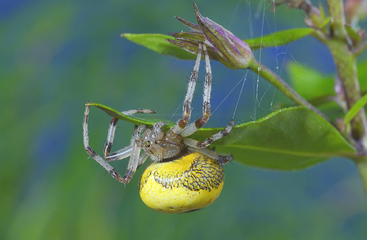 Araneus marmoreus var.pyramidatus