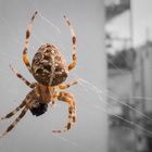 Araneus, my Roomie last Summer