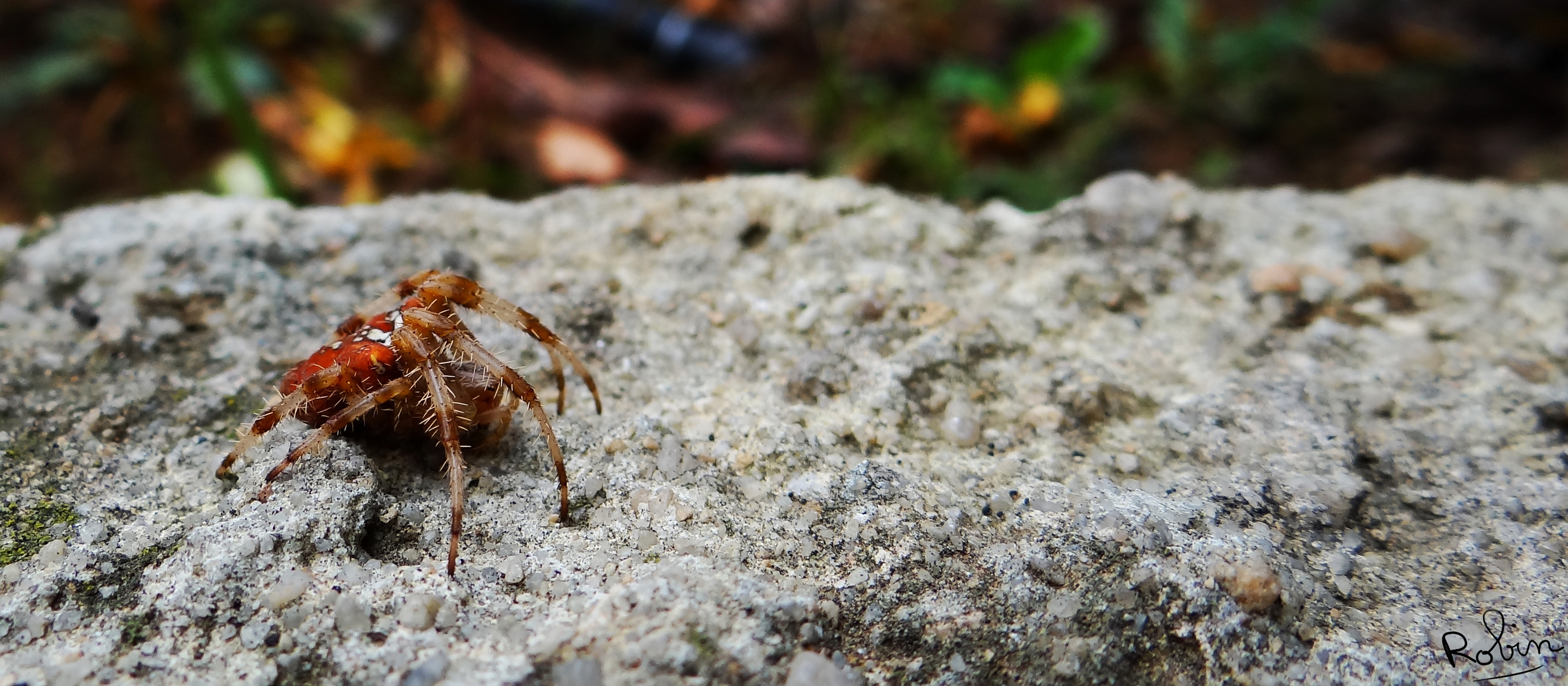 Araneus pallidus ?