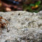 Araneus pallidus ?