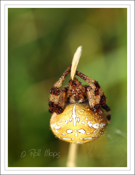 Araneus quadratus...