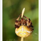 Araneus quadratus...