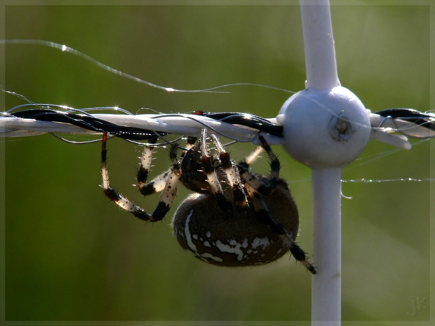 Araneus quadratus (2)