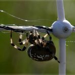 Araneus quadratus (2)