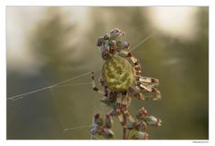 Araneus quadratus