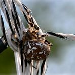 Araneus quadratus