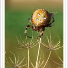 Araneus quadratus...