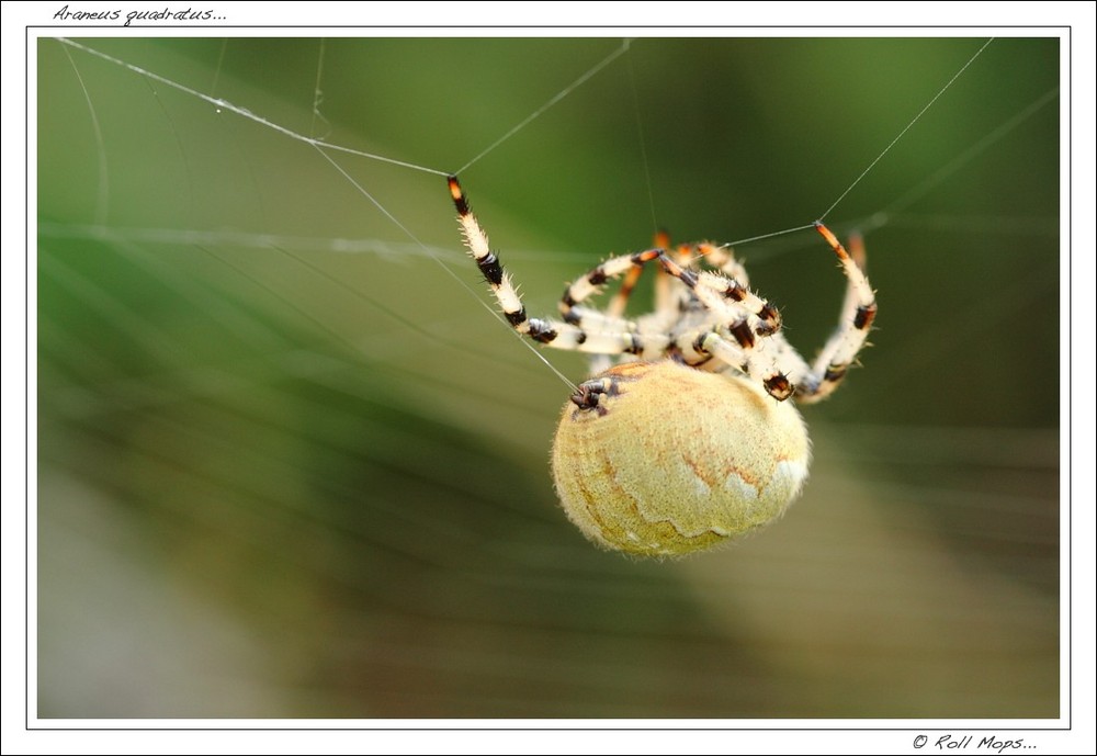 Araneus quadratus...