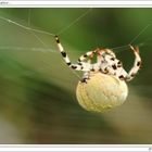 Araneus quadratus...